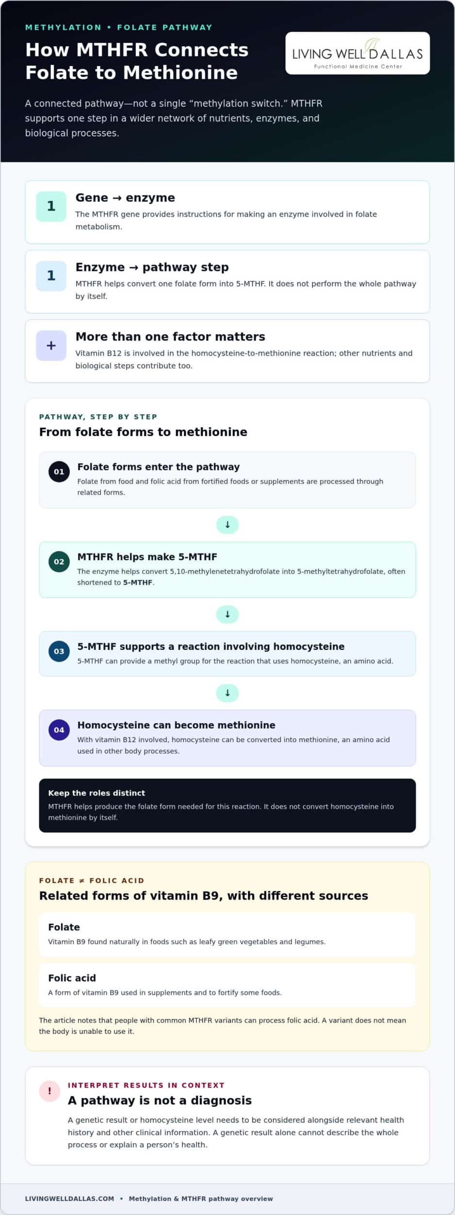 Understanding Methylation and MTHFR: A Clear, Evidence-Based Guide